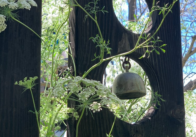 White Queen Anne's Lace flowers growing through a dark wooden fence with a hanging bell.
