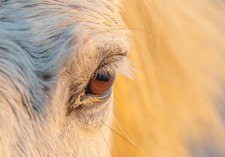 Close-up of a white horse's brown eye with long lashes in golden hour sunlight.