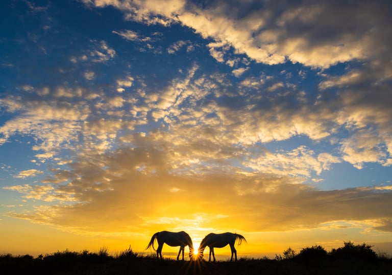 Silhouette of two horses grazing on a hill under a dramatic golden sunset and cloudy blue sky.