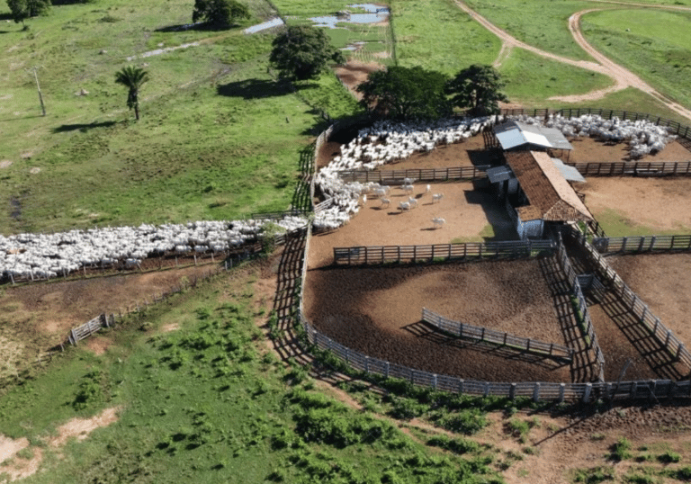 Análise Dinâmica e Notificações