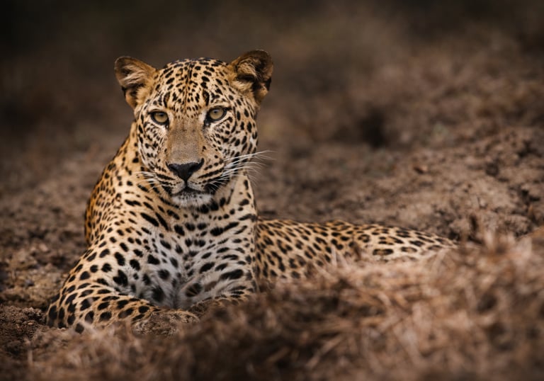 Leopard in Yala National Park on Wild Ceylon Safari Tour