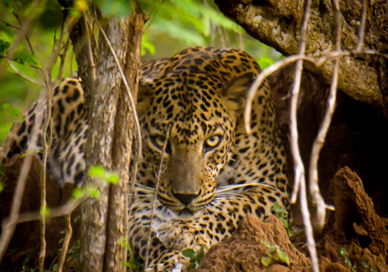 Leopard in Yala National Park on Wild Ceylon Safari Tour