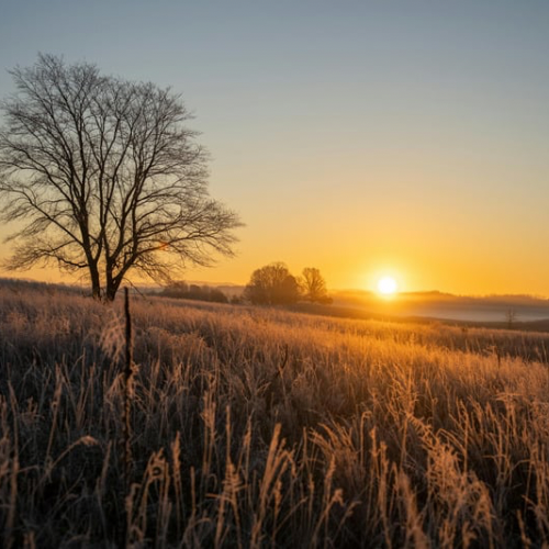 a tree in the middle of a field with a sunset
