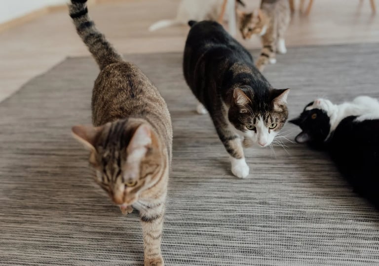 plusieurs chats illustrant l'option chat supplémentaire du service animalier à domicile