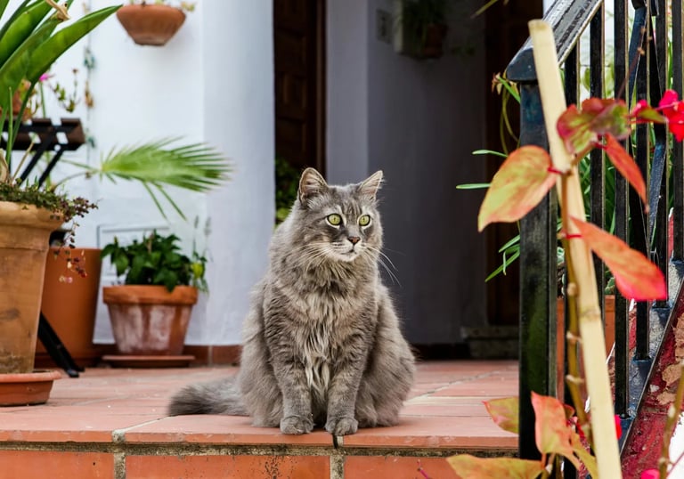Ramassage des déjections félines en extérieur par La Vie Sans Crotte