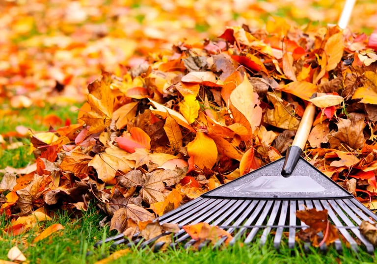 Ramassage des feuilles et fruits tombés pour garder un jardin propre