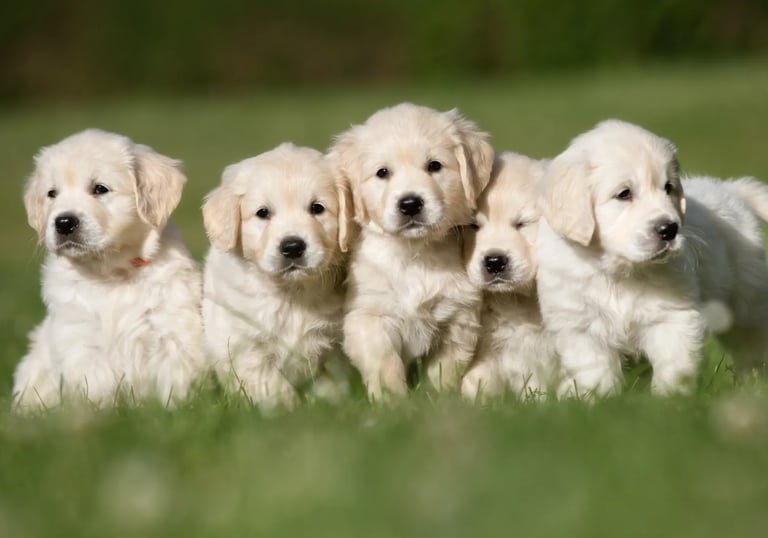 Foyer avec plusieurs chiens et chiots, chenil, élevage, refuge 
