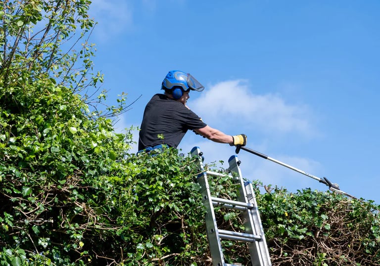 Conifer hedge trimmed neatly in Darlington by Sharp Hedges