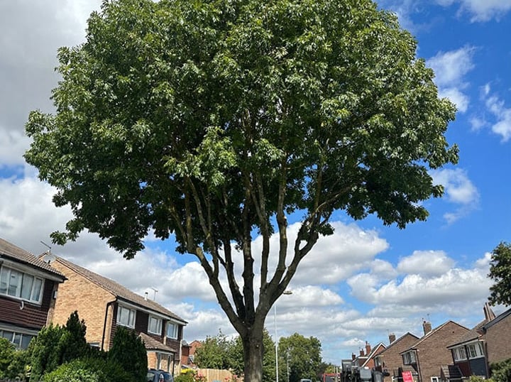 After crown lifting to improve clearance over a street in County Durham.