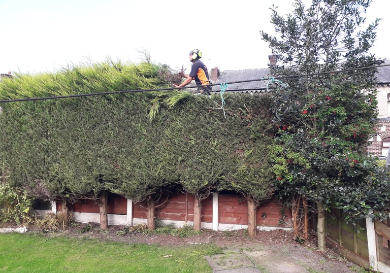 Leylandii trimmed and topped by sharp hedges in sunderland area county durham