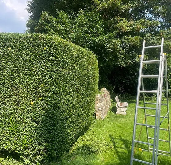 hedge trimming job in seaton carew by sharp hedges tree & garden services