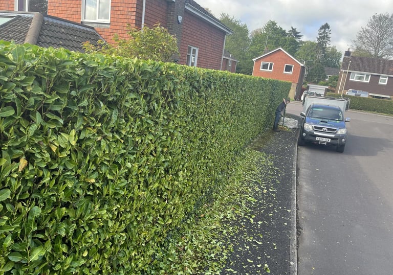 laurel hedge trimmed in hartlepool