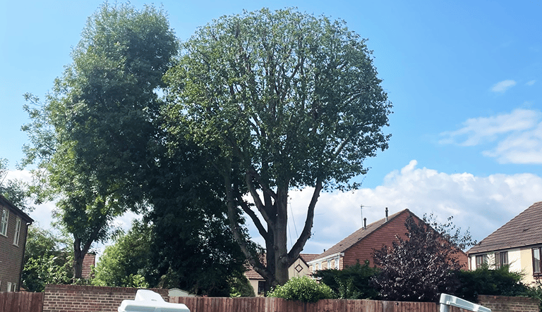 After crown reduction showing a tidier canopy shape in County Durham.