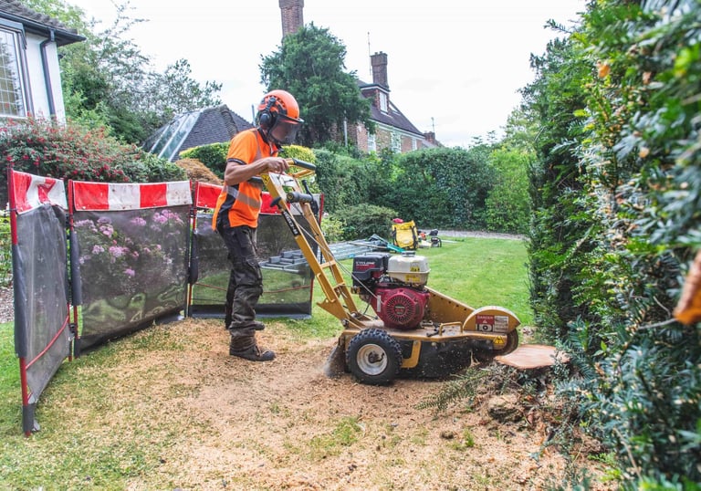 Stump grinding to remove a tree stump in a domestic garden.