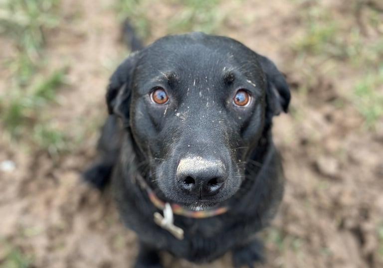 a dog having fun at Birstwith Barkyard harrogate, a doggy daycare for dogs in harrogate