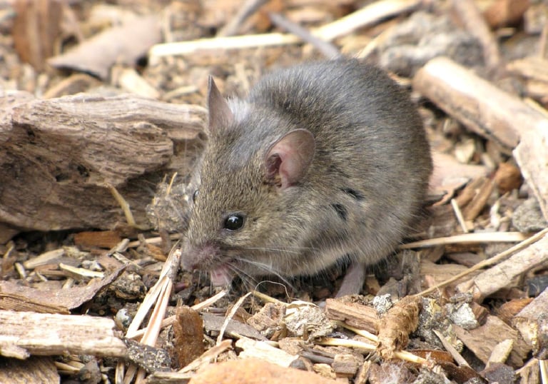 Entreprise de dératisation à Valence dans la Drôme