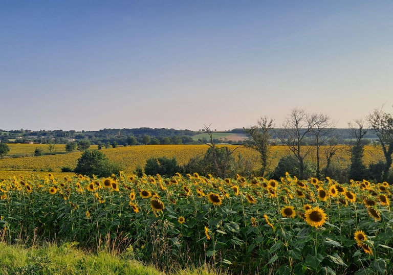 a car parked in a field with a view of a field of sunflowers