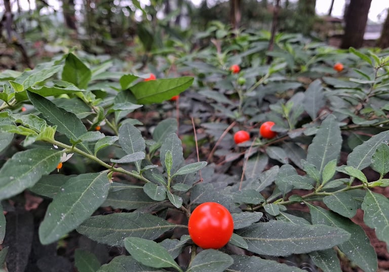A photographer photographed beautiful red cherry tomatoes. But it can't be eaten