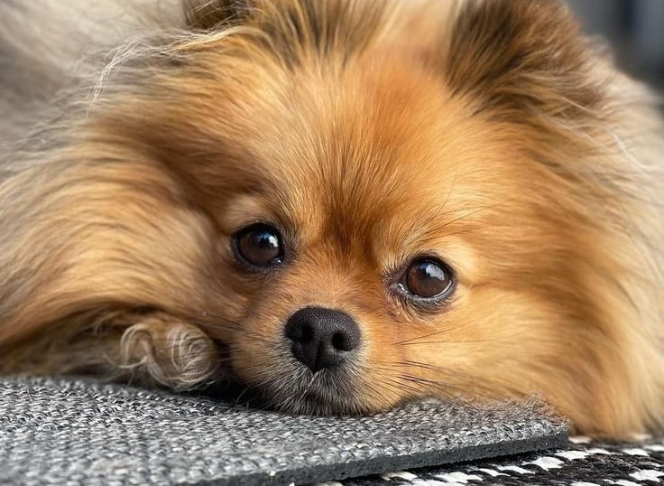 criadero pomerania argentina venta