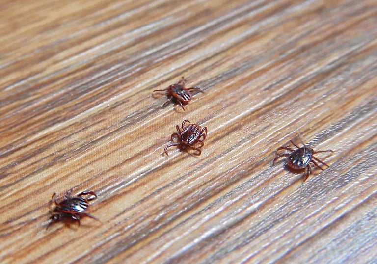 DOG TICK PEST CONTROL SERVICE