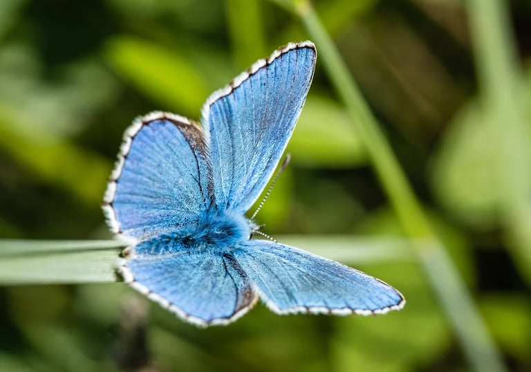 Photo d'un papillon bleu posé sur un brin d'herbe