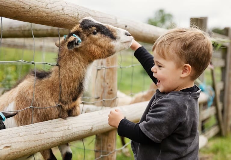 bambino empatico sorridente che accarezza una capra mostrando rispetto per gli animali 