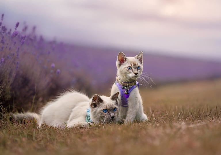 two kittens sitting in a yorkshire lavender field looking to the right.