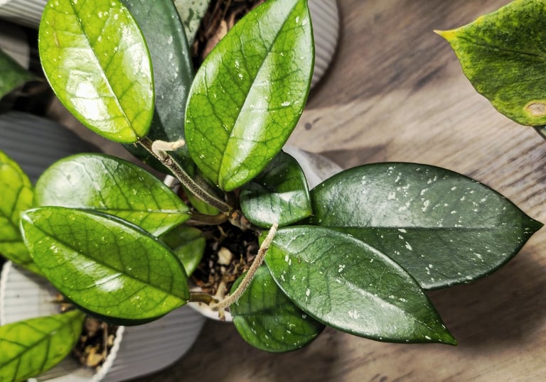 Hoya Fungii