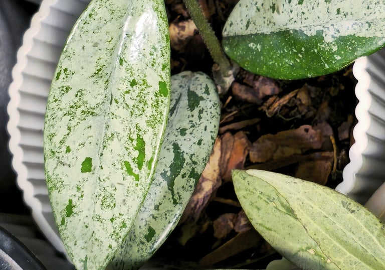 Hoya Wilbur Graves China