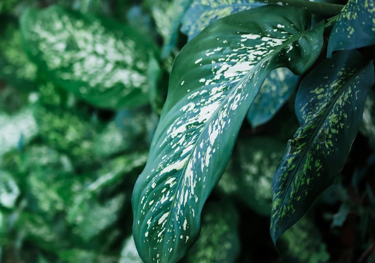 Dieffenbachia amoena