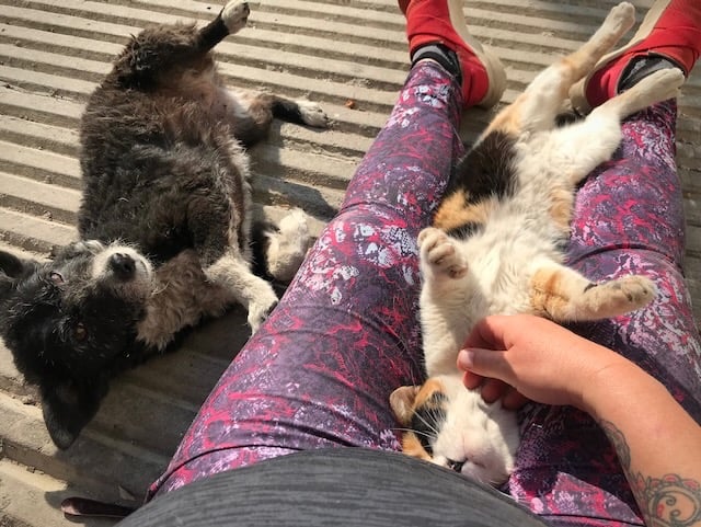 Sunni Dawson patting stray dog and cat on road in Mexico