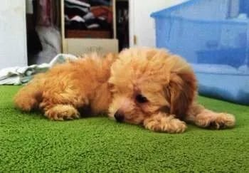 small red maltipoo sleeping 