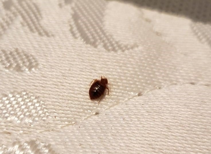 percevejo de cama