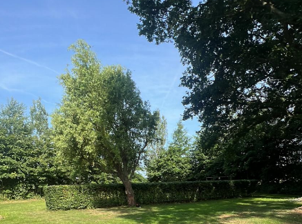 Beukenhaag Tuin Bergen op Zoom