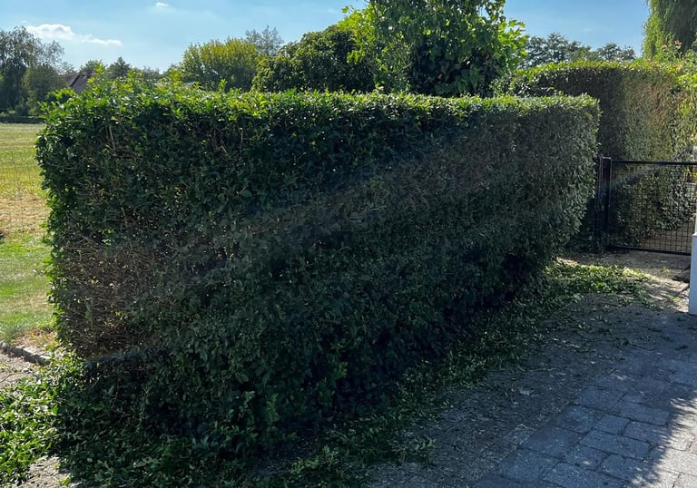 Ligusterhaag Tuin Heerle