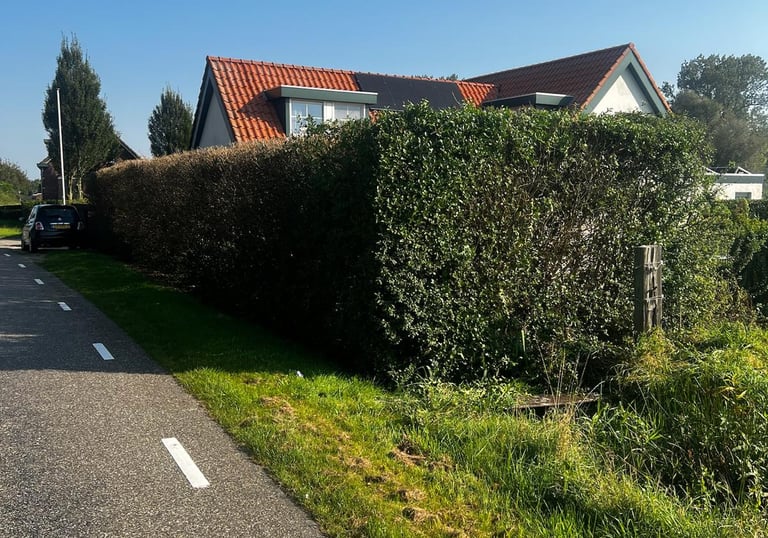 Ligusterhaag Voortuin Heerle