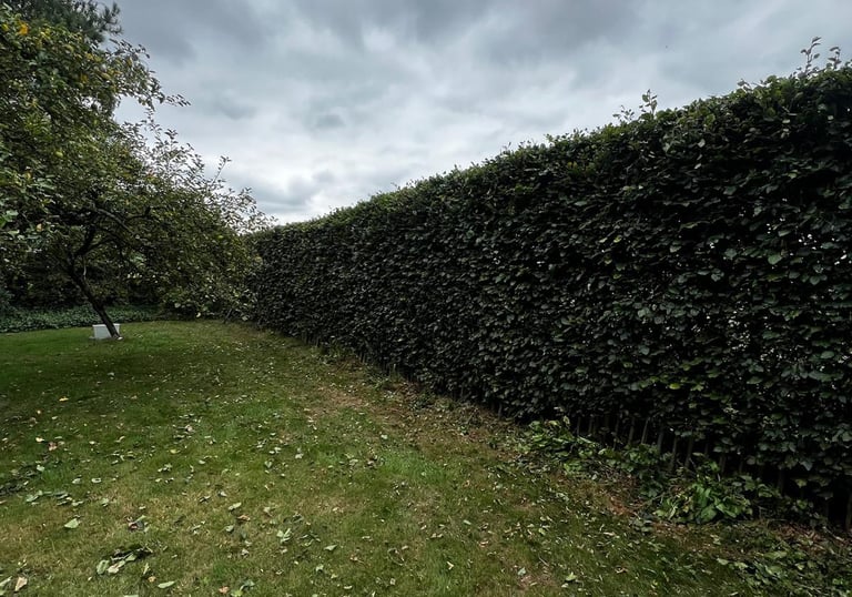 Beukenhaag Tuin Heerle