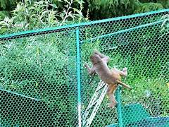 Monkey nets instalation in Bangalore