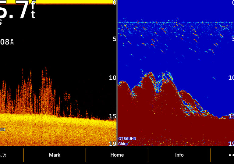bass hiden in weeds in lake. sonar image of down view