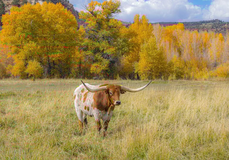 An orange and white longhorn cow with horns standing in a field