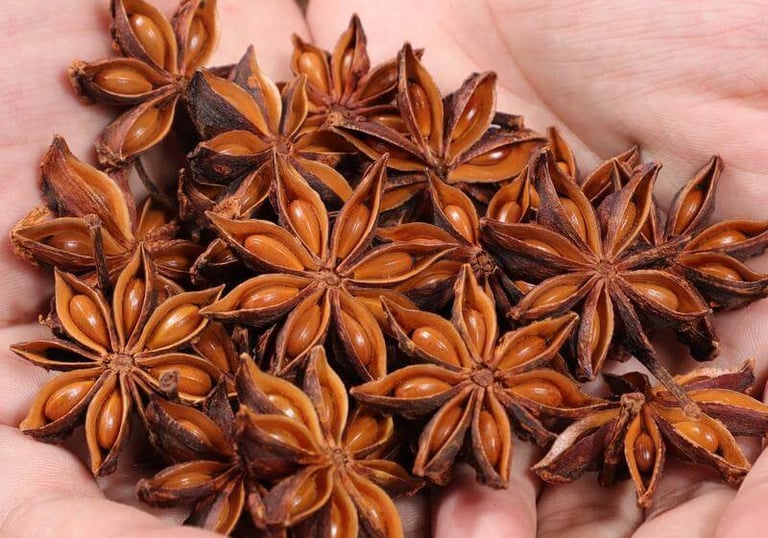 A person holding a handful of dried whole star anise pods, a fragrant aromatic spice.