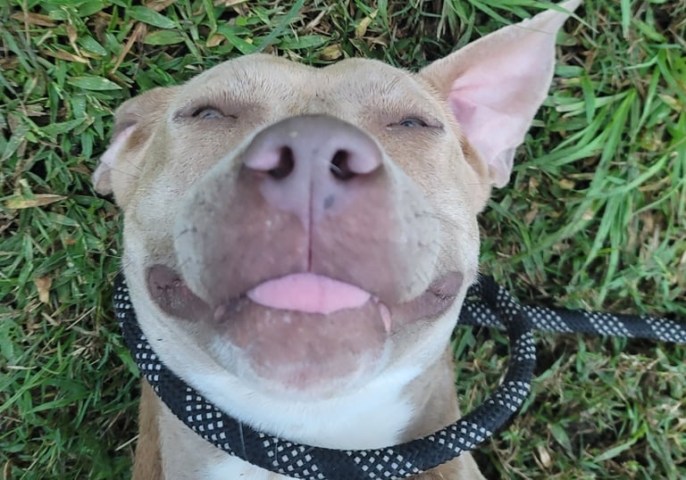 a dog is smiling and looking up at the camera