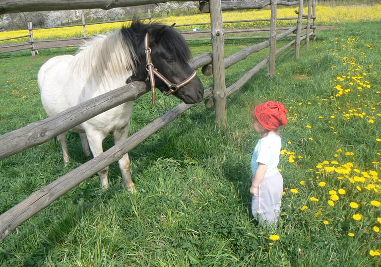 A young child stands on the opposite of a fence with a black and white pony.