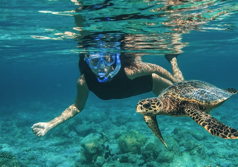 maldives-turtle-snorkelling-north-ari