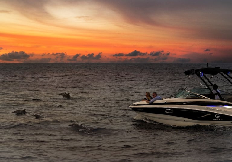 north ari dolphin safari experience