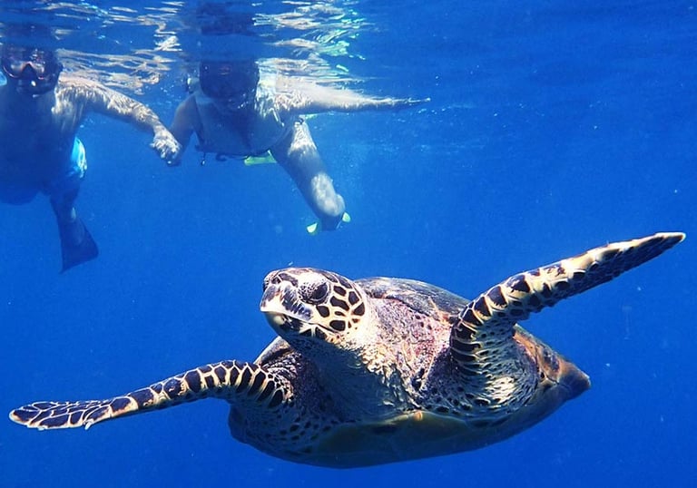 sea-turtle-gliding-maldives