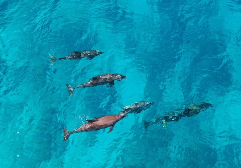 spinner dolphin leap maldives