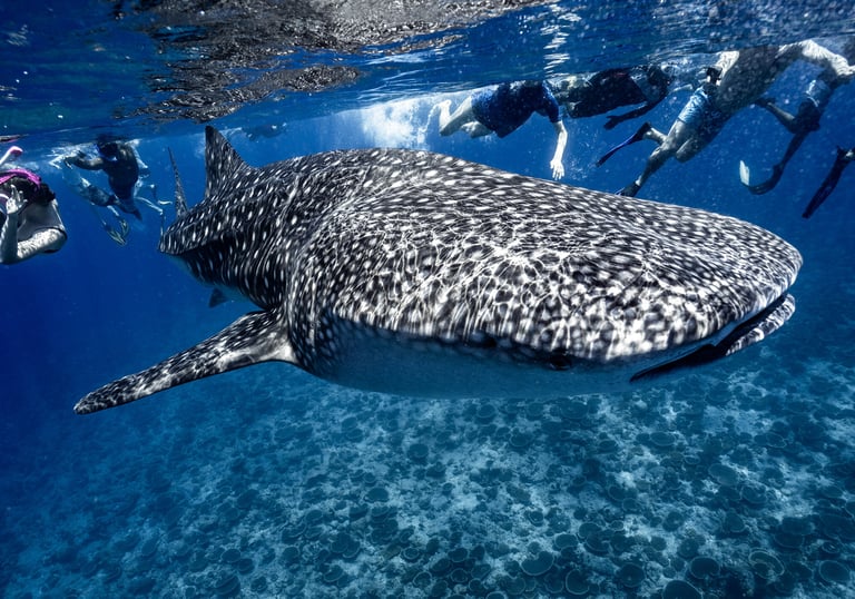 whale-shark-expedition-ukulhas