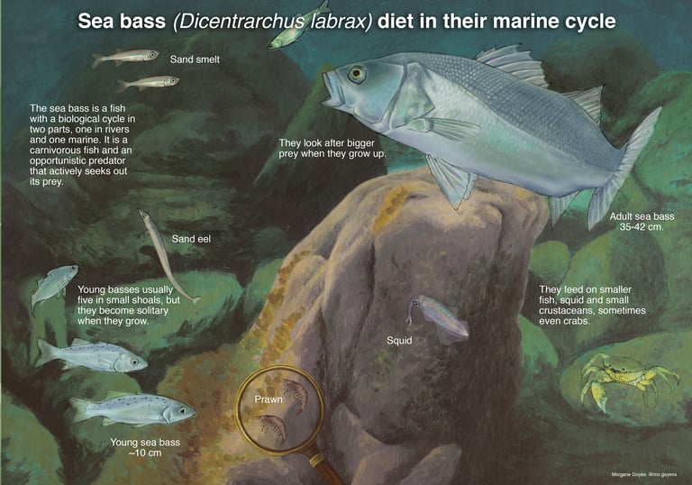 Image of bass diet.