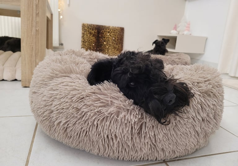 Vintus , étalon Diamants Noirs d'Also